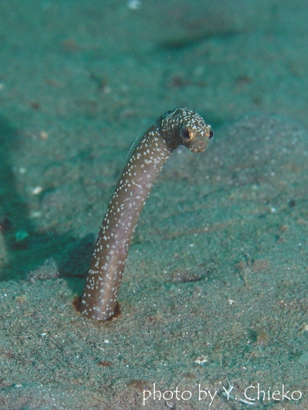 ペッパードガーデンイール