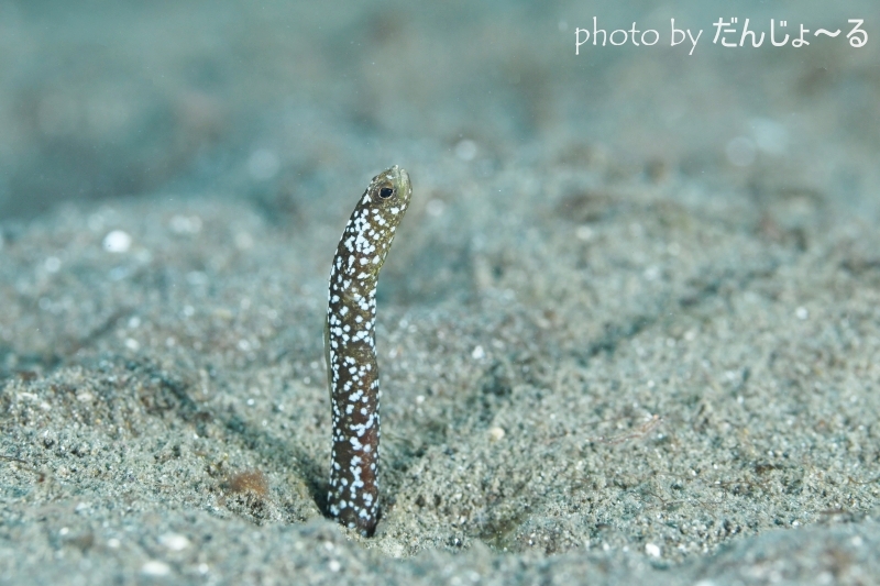 ペッパードガーデンイールのYg