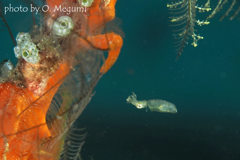 アオリイカの赤ちゃん
