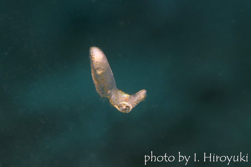 アオリイカの赤ちゃん