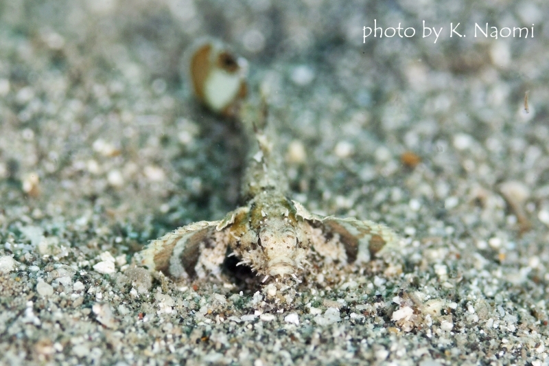 ミニマッドゴビー(ホムラモドキ)正面顔