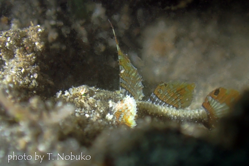 ミニマッドゴビー(ホムラモドキ)