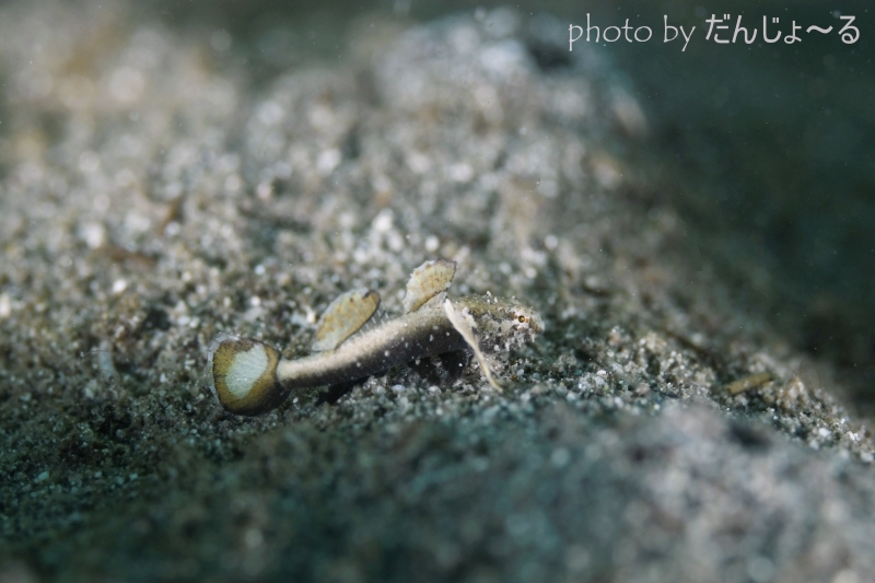 ミニマッドゴビー(ホムラモドキ)幼魚
