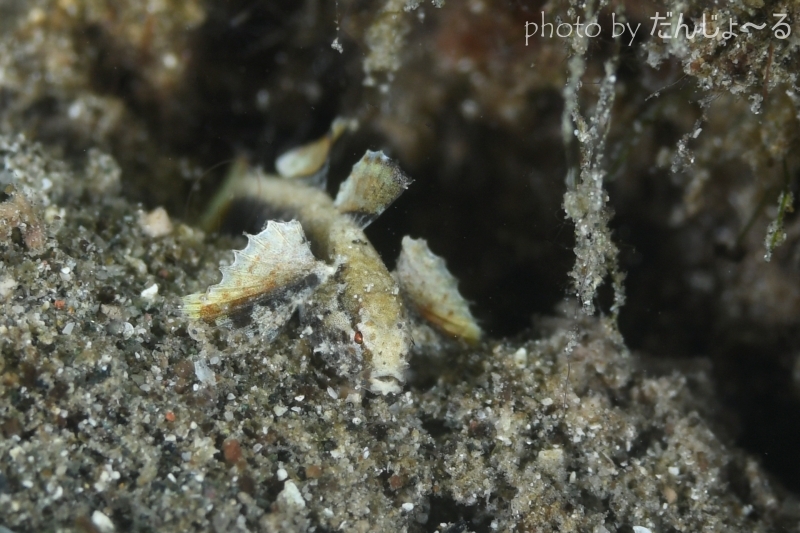 ミニマッドゴビー(ホムラモドキ)幼魚 正面顔