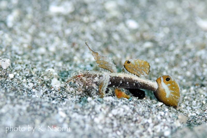 ミニマッドゴビーのオス