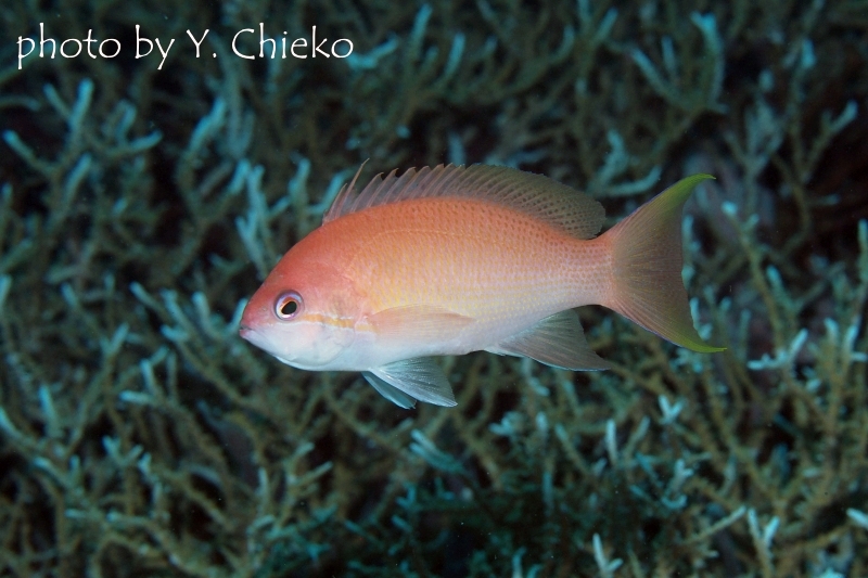 ルソンハナダイのメス