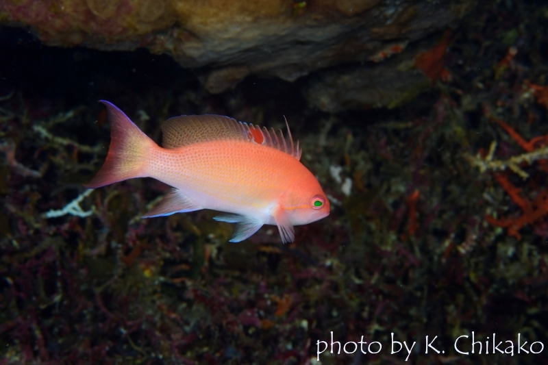 ルソンハナダイ