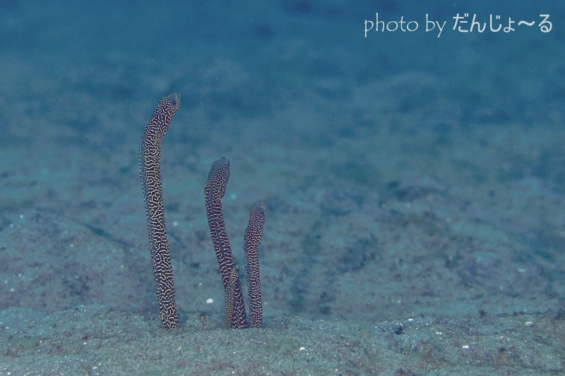 マーシーズガーデンイール親子?または四角関係?