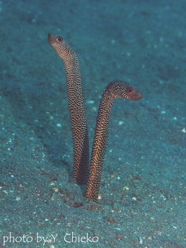 マーシーズガーデンイール