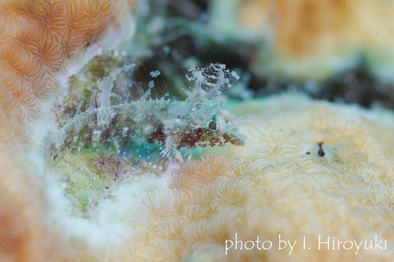 ミラクルトリプルフィン