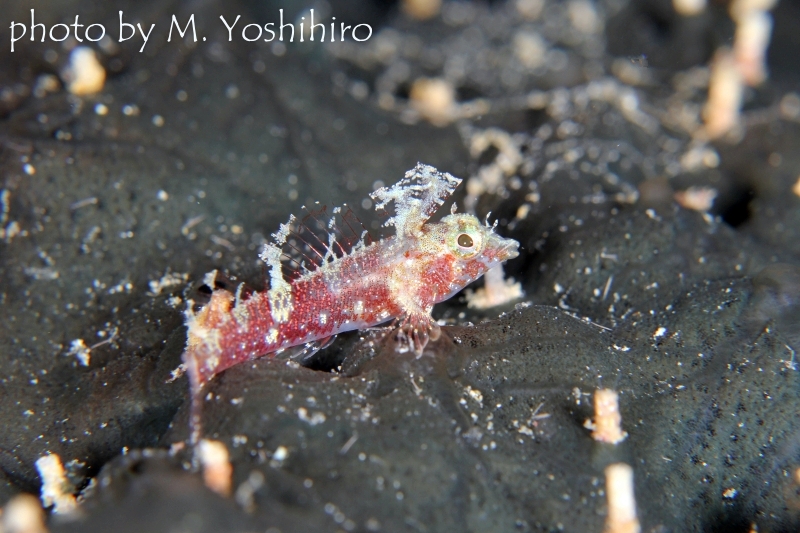 ミラクルトリプルフィン