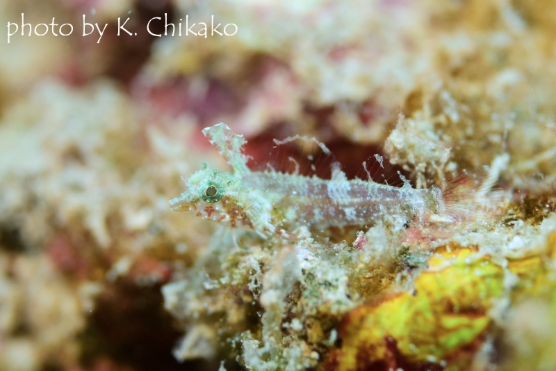 ミラクルトリプルフィン