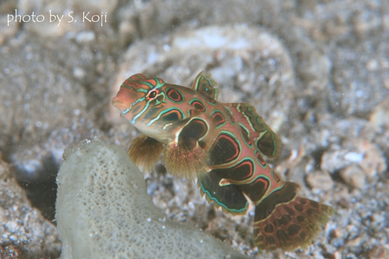 ピクチャードラゴネット