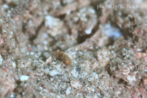 ピクチャードラゴネットBaby