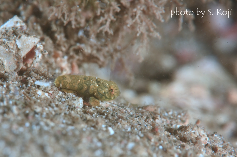 ピクチャードラゴネット幼魚