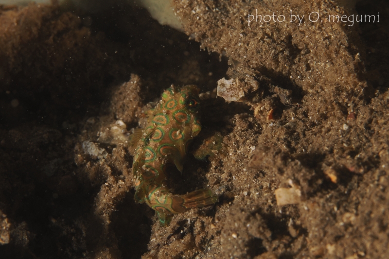 夜のピクチャードラゴネット