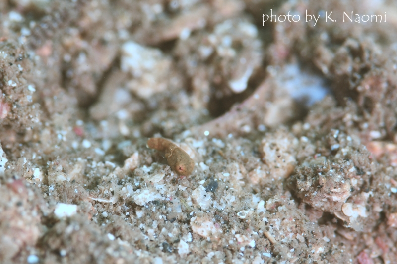 ピクチャードラゴネットBaby