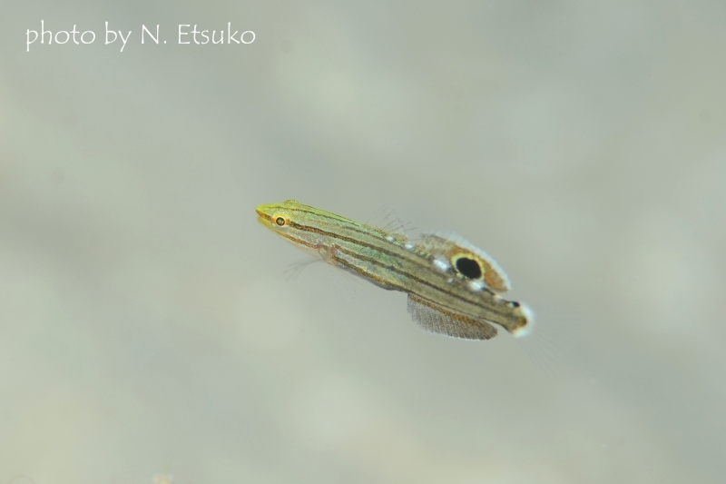 レインフォースゴビー