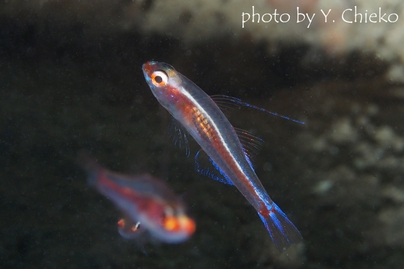 カスリモヨウベニハゼ