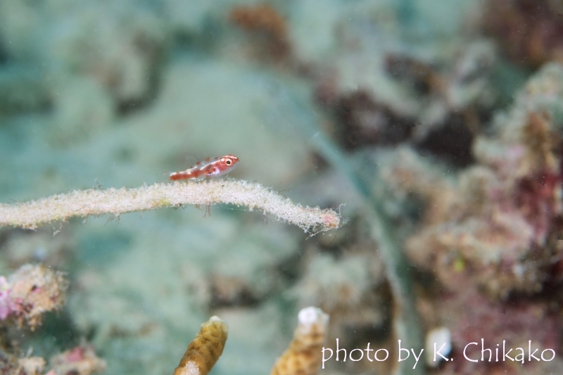 レッドブロッチドピグミーゴビー幼魚