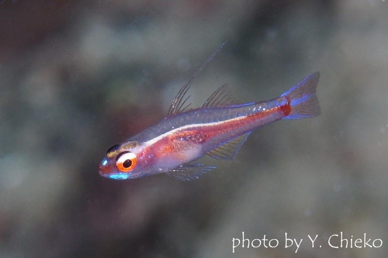 カスリモヨウベニハゼ