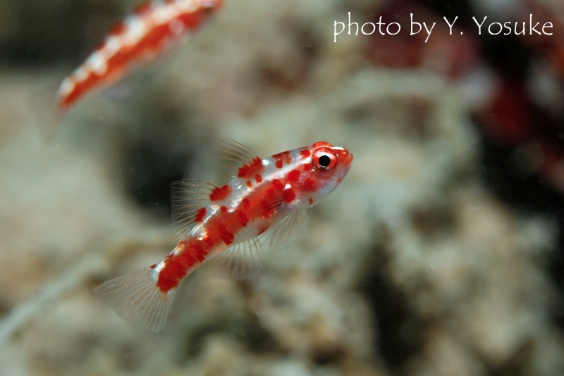 レッドブロッチドピグミーゴビー