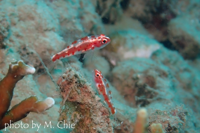 レッドブロッチドピグミーゴビー