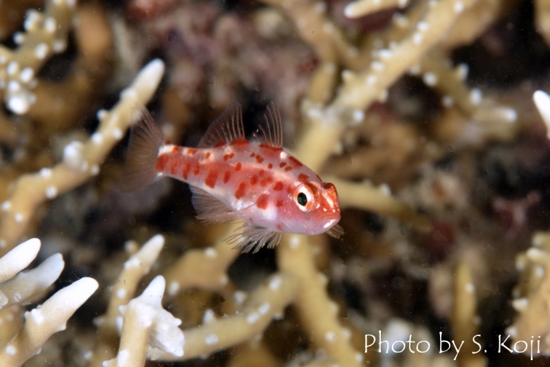 レッドブロッチドピグミーゴビー