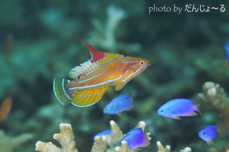 イエローフィンフラッシャーラス
