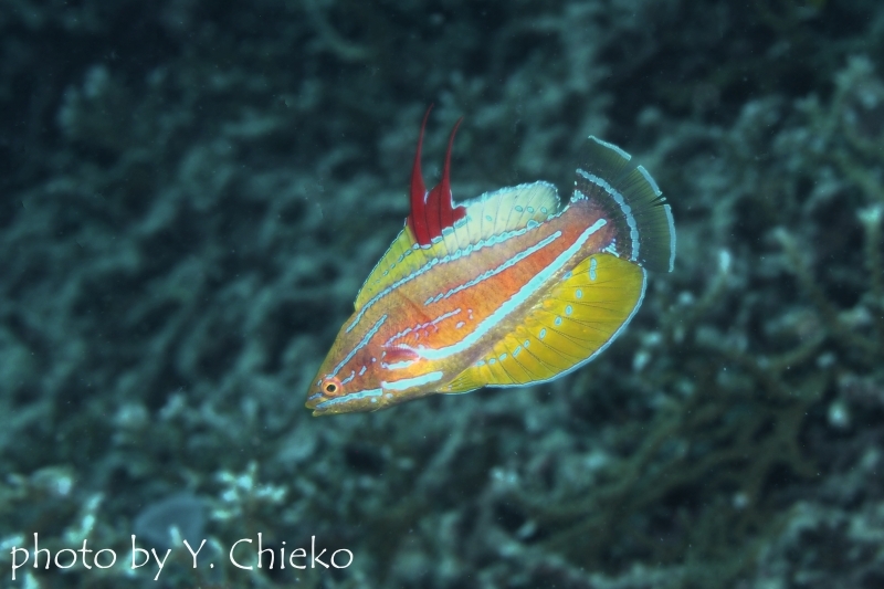 イエローフィンフラッシャーラス背びれ2本伸長