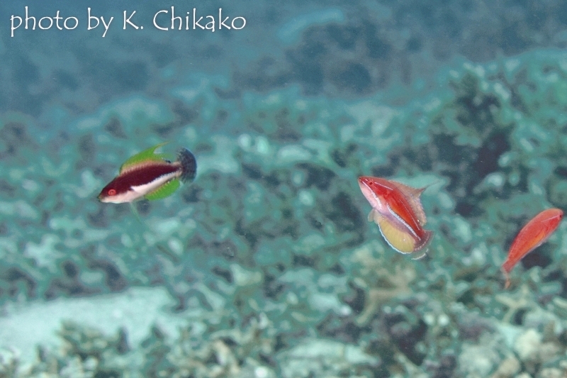 ウィップフィンラスとイエローフィンフラッシャーラス