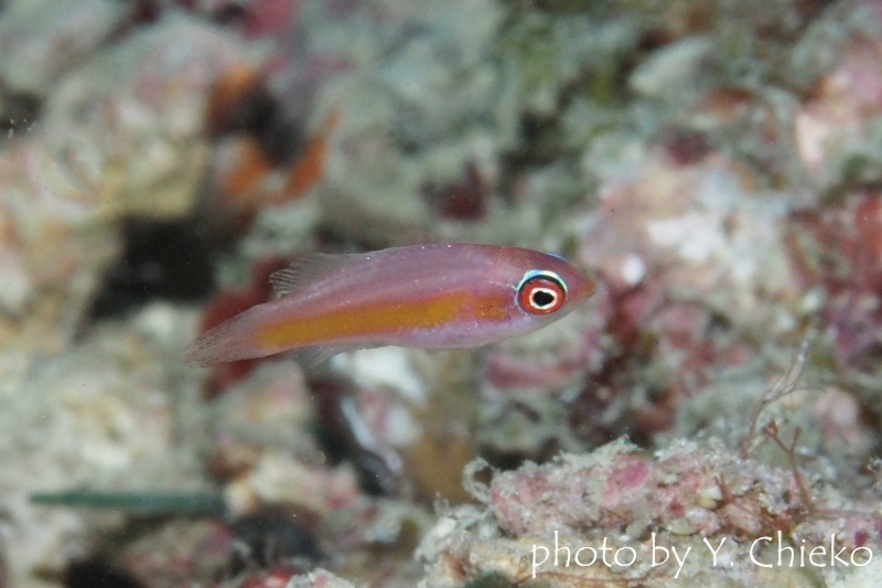 フラッシャーラスのメス