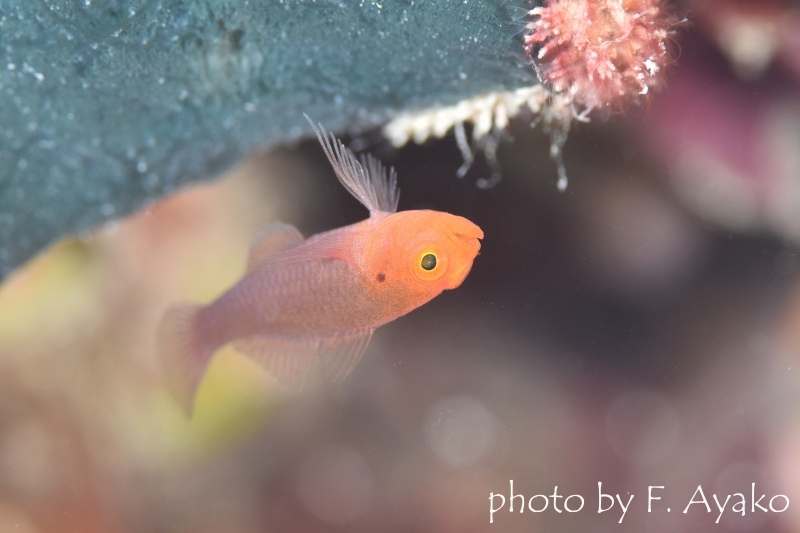 イエローヘッドピグミーゴビー