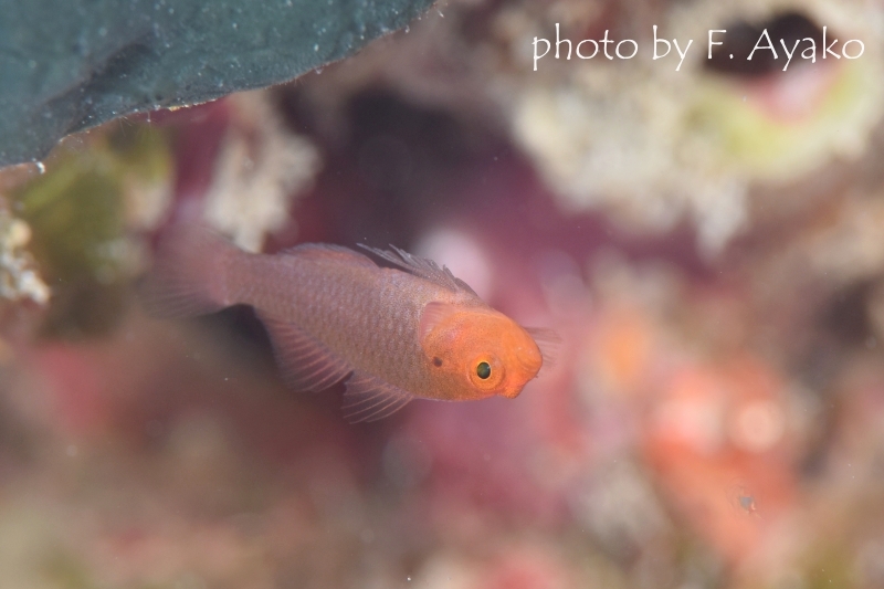 イエローヘッドピグミーゴビー