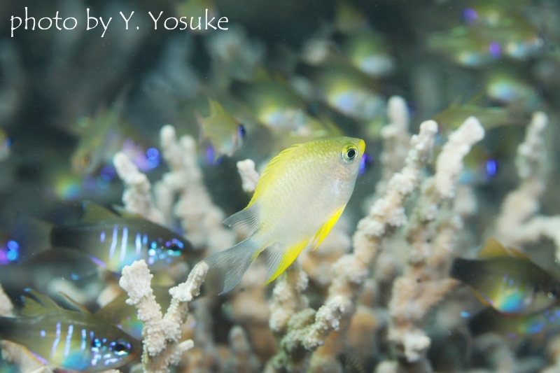 イエローリップダムゼル