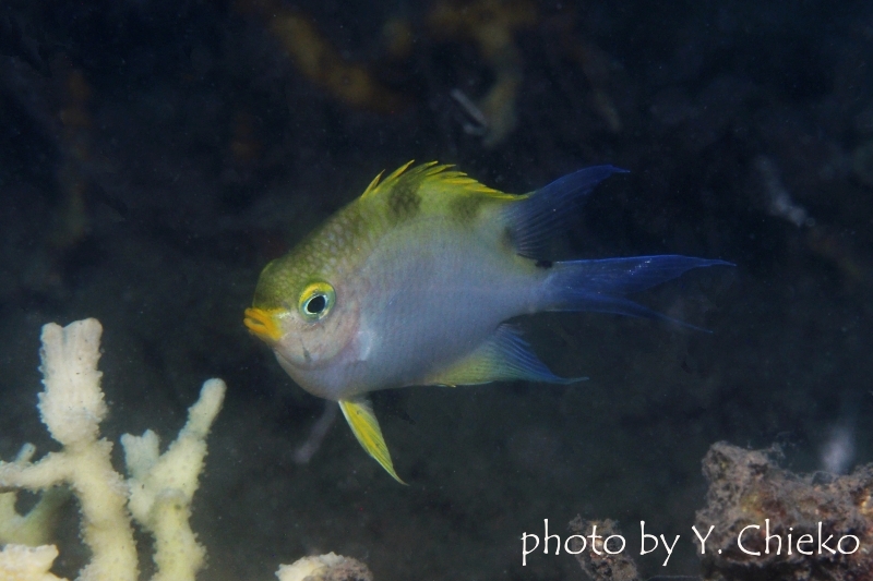 イエローリップダムゼルAd