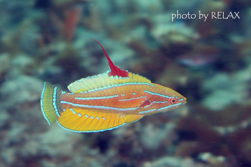 イエローフィンフラッシャーラス