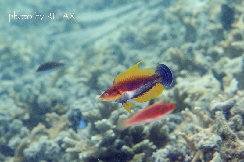 ウィップフィンラス