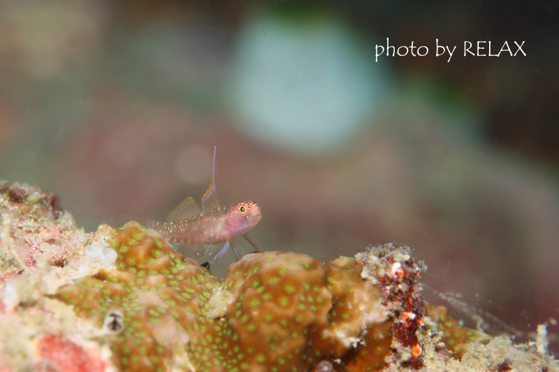 オオゴチョウイソハゼsp