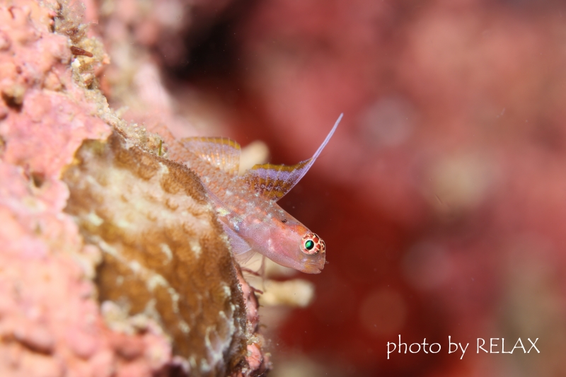 オオゴチョウイソハゼsp