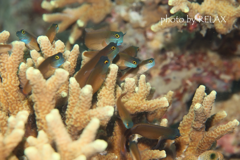 イエローアイコームトゥースブレニーの群れ