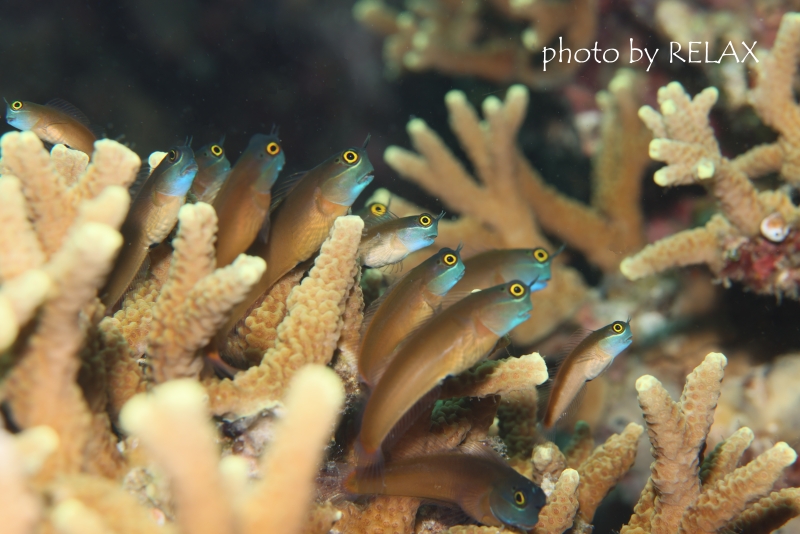 イエローアイコームトゥースブレニーの群れ