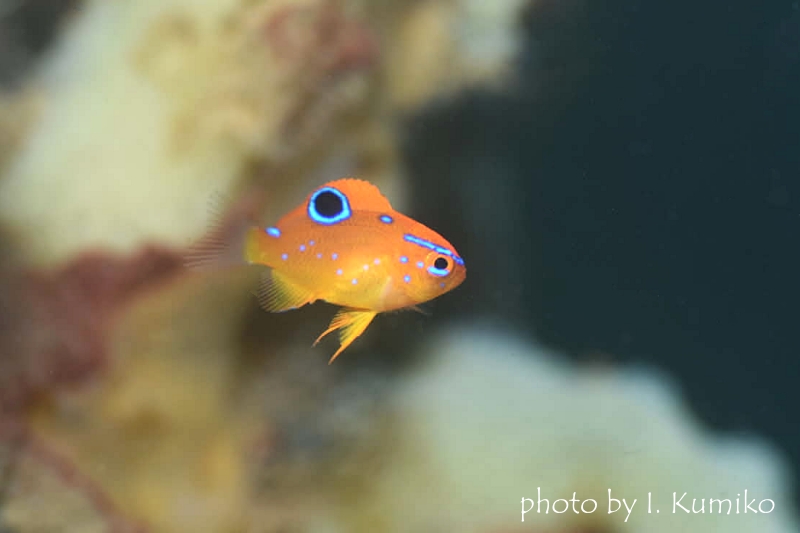 不明種のスズメダイ