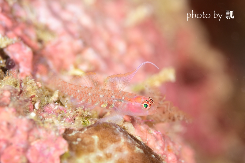 オオゴチョウイソハゼsp