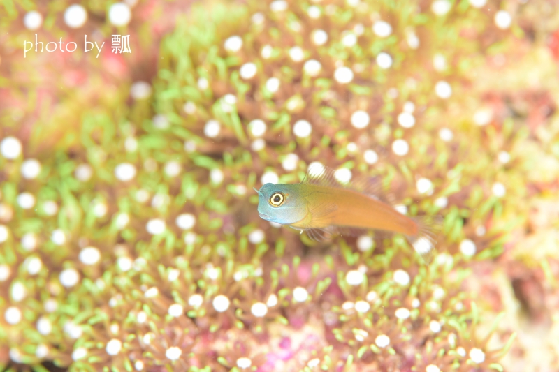 イエローアイコームトゥースブレニー