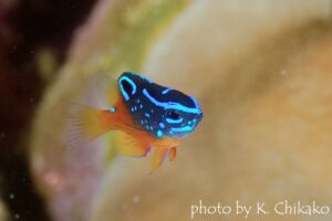 スズメダイモドキYg