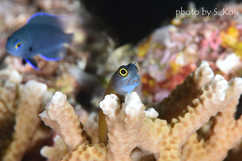 イエローアイコームトゥースブレニー