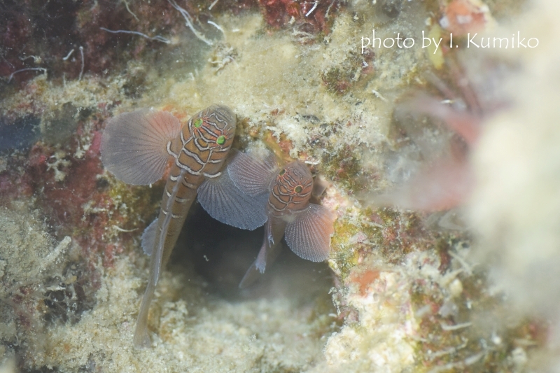 クロスロードゴビー