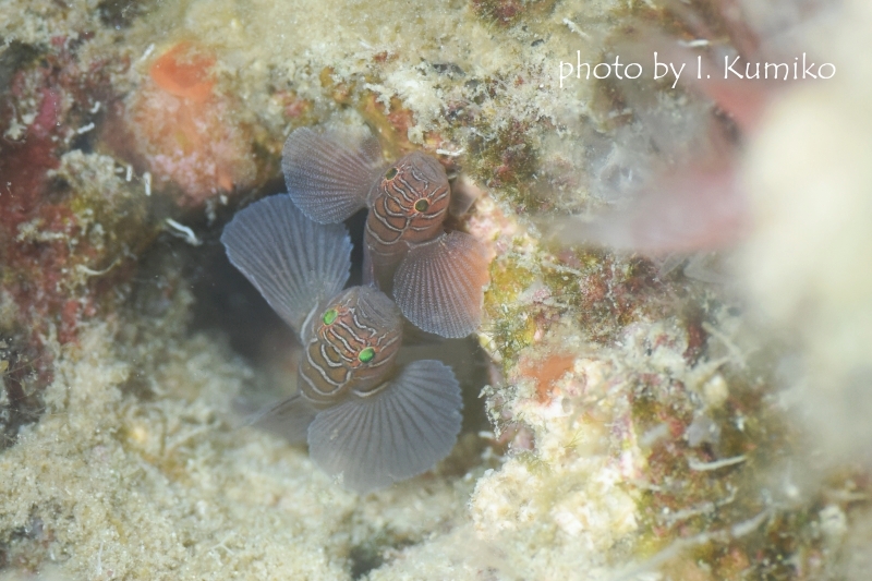 クロスロードゴビー