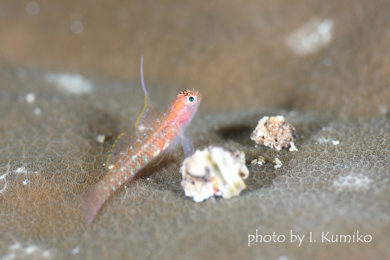 オオゴチョウイソハゼsp